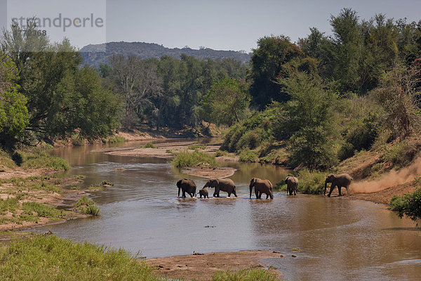Afrikanische Elefanten (Loxodonta africana) an einem Wasserloch  Krüger-Nationalpark  Südafrika  Afrika