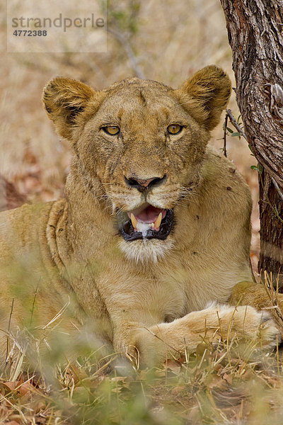 Löwin (Panthera leo) im Busch  Krüger-Nationalpark  Südafrika  Afrika