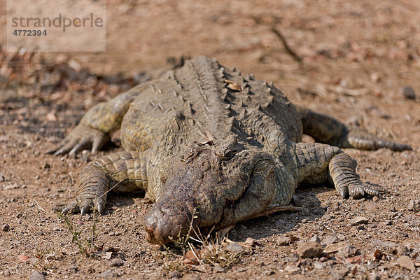 Nilkrokodil (Crocodylus niloticus) an einem Wasserloch  Krüger-Nationalpark  Südafrika  Afrika