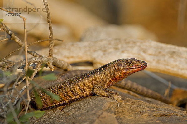 Felsen-Schildechse (Gerrhosaurus validus)  Krüger Nationalpark  Südafrika  Afrika