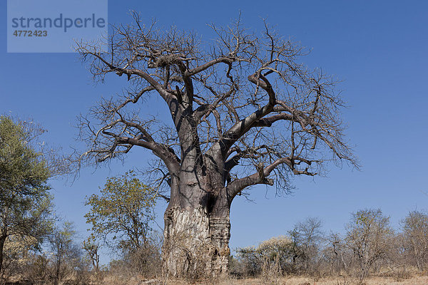 Afrikanischer Affenbrotbaum  Baobab (Adansonia digitata) in der Pafuri-Region des Krüger-Nationalpark  Südafrika  Afrika