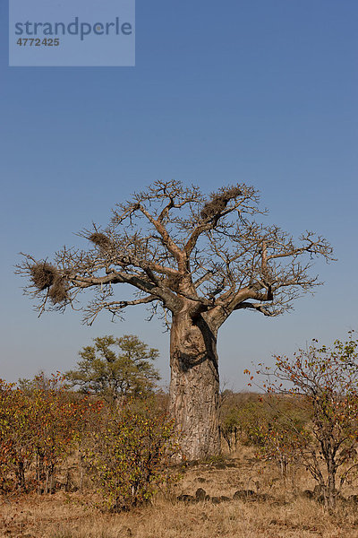 Afrikanischer Affenbrotbaum  Baobab (Adansonia digitata) in der Pafuri-Region des Krüger-Nationalpark  Südafrika  Afrika
