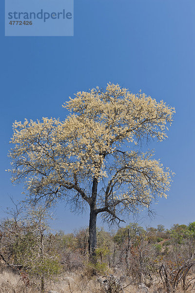 Süßdornakazie (Acacia nigrescens)  Krüger-Nationalpark  Südafrika  Afrika