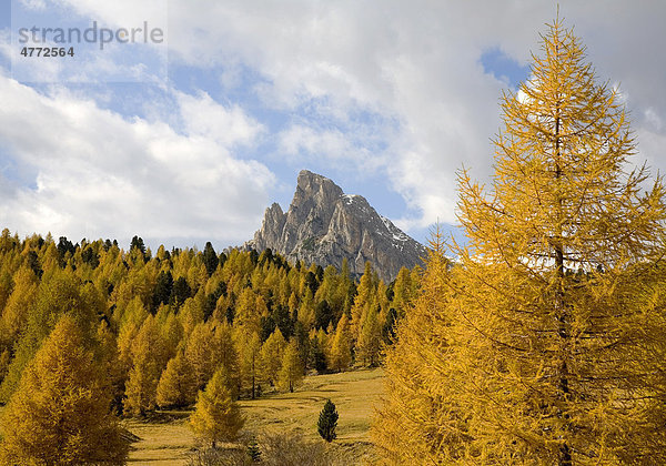 Herbstliche Lärchen bei Cortina díAmpezzo  Italien  Europa