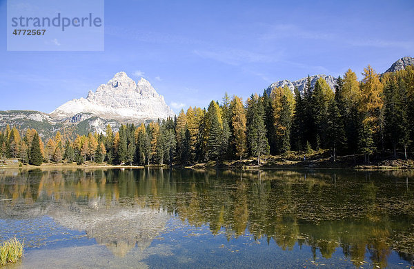 Herbstbäume am Autorno See  Drei Zinnen  Dolomiten  Südtirol  Italien  Europa