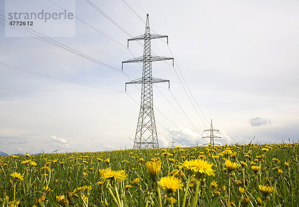 Überlandleitung  Strommasten  blühende Löwenzahnwiese  Pähl  Oberbayern  Bayern  Deutschland  Europa