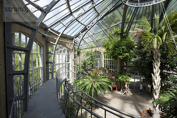 Hortus Botanicus  Palmenhaus  Amsterdam  Holland  Niederlande  Europa