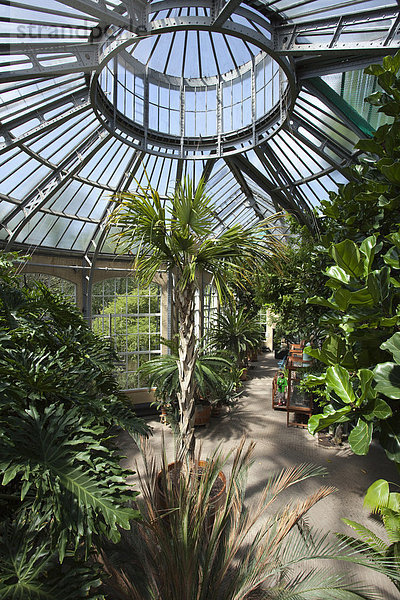 Hortus Botanicus  Palmenhaus  Amsterdam  Holland  Niederlande  Europa