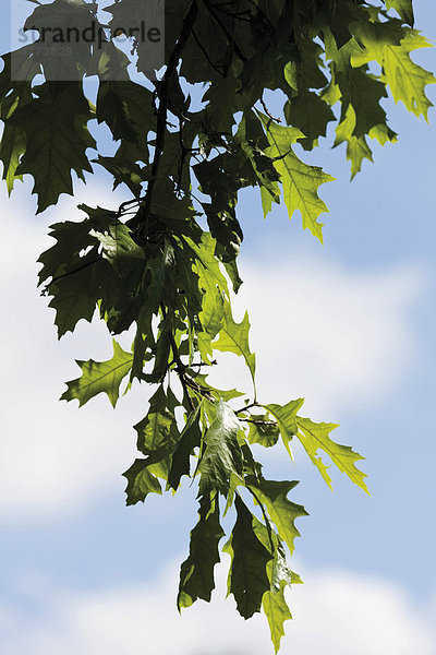 Zerreiche (Quercus†cerris)  Blätter