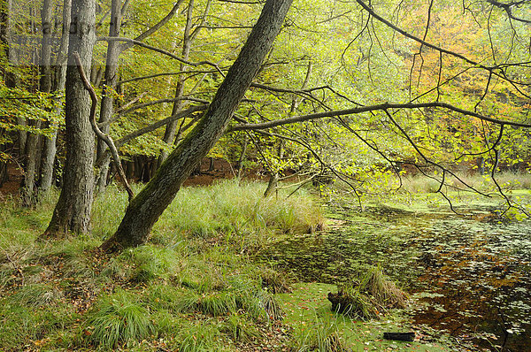 Herbst im Moor im Nationalpark Jasmund  Rügen  Mecklenburg-Vorpommern  Deutschland  Europa