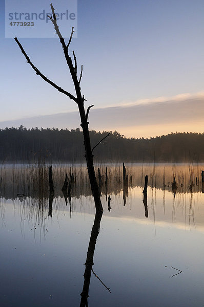 Sonnenaufgang an einem See mit abgestorbenen Bäumen im Müritz-Nationalpark  Mecklenburg-Vorpommern  Deutschland  Europa