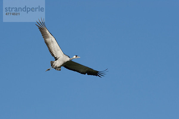 Kranich (Grus grus) im Flug  Günz  Mecklenburg-Vorpommern  Deutschland  Europa