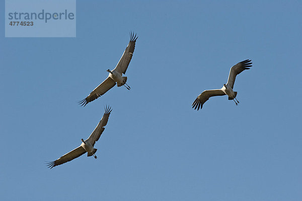 Kraniche (Grus grus) im Flug  Günz  Mecklenburg-Vorpommern  Deutschland  Europa