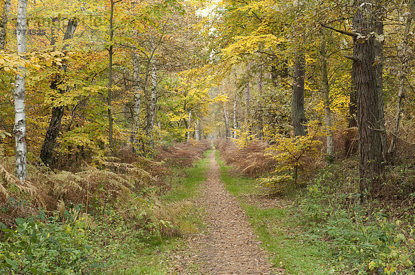 Weg im Herbstwald  Mecklenburg-Vorpommern  Deutschland  Europa