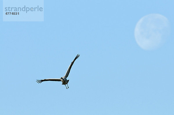 Kranich (Grus grus) im Flug  Mond  Günz  Mecklenburg-Vorpommern  Deutschland  Europa