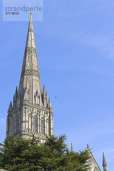 Kathedrale von Salisbury  Wiltshire  England  Großbritannien  Europa