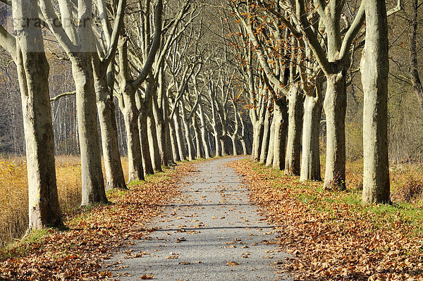 Platanenallee (Platanus) in einem Park im Herbst  Landkreis Konstanz  Baden-Württemberg  Deutschland  Europa