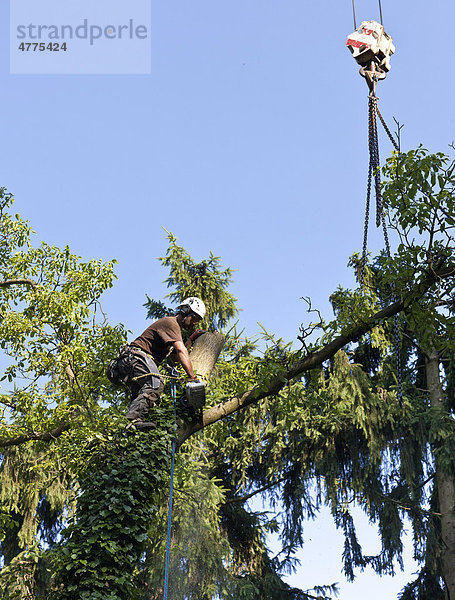 Holzfäller  gesichert an einem Seil  beim stückweisen Fällen eines Baumes mit der Motorsäge  Deutschland  Europa