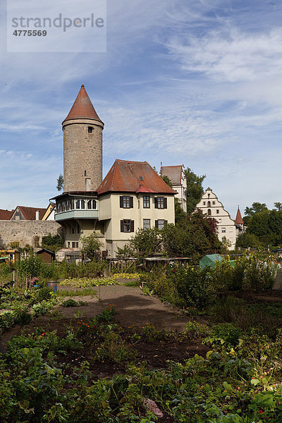 Blick auf die Altstadt mit dem Hertelsturm und Krugsturm  Dinkelsbühl  Landkreis Ansbach  Mittelfranken  Bayern  Deutschland  Europa