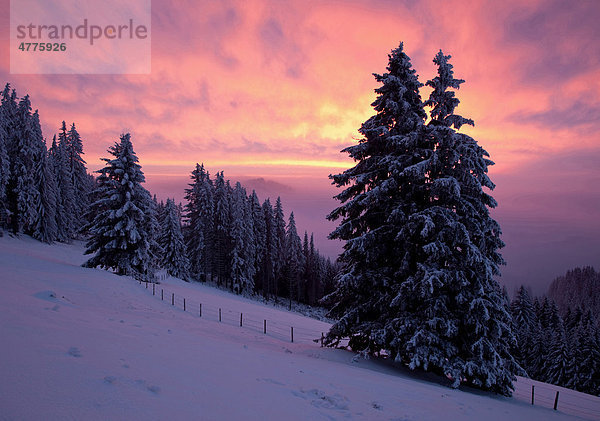 Morgenrot im Winter mit schneebedeckten Bäumen  Sommeralm  Steiermark  Österreich  Europa