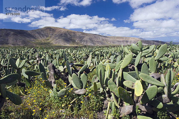 Kakteenfeld für Läusezucht für Naturfarben in Guatiza  Feigenkaktus (Opuntia ficus-indica)  Lanzarote  Kanarische Inseln  Spanien  Europa