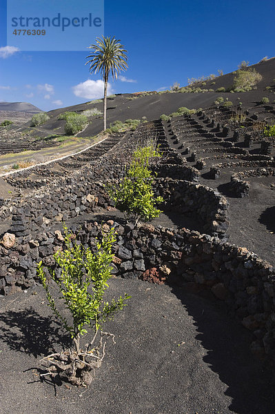 Weinanbau in Trockenbaumethode auf Lava  La Geria  Lanzarote  Kanarische Inseln  Spanien  Europa
