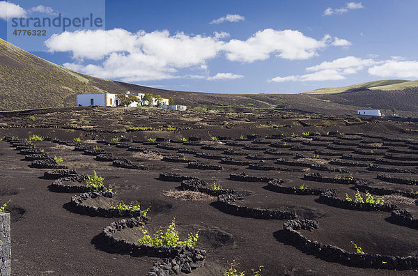 Weinanbau in Trockenbaumethode auf Lava  Vulkanlandschaft bei La Geria  Lanzarote  Kanarische Inseln  Spanien  Europa