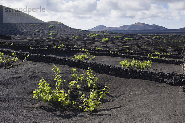 Weinanbau in Trockenbaumethode auf Lava  Vulkanlandschaft bei La Geria  Lanzarote  Kanarische Inseln  Spanien  Europa