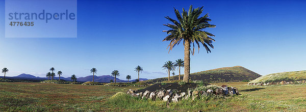 Dattelpalmen in Vulkanlandschaft bei Uga  Lanzarote  Kanarische Inseln  Spanien  Europa