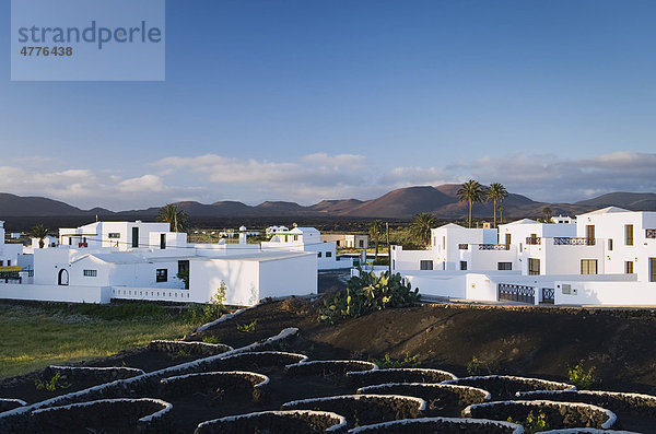 Weinanbau im Lavafeld in Yaiza  Lanzarote  Kanarische Inseln  Spanien  Europa