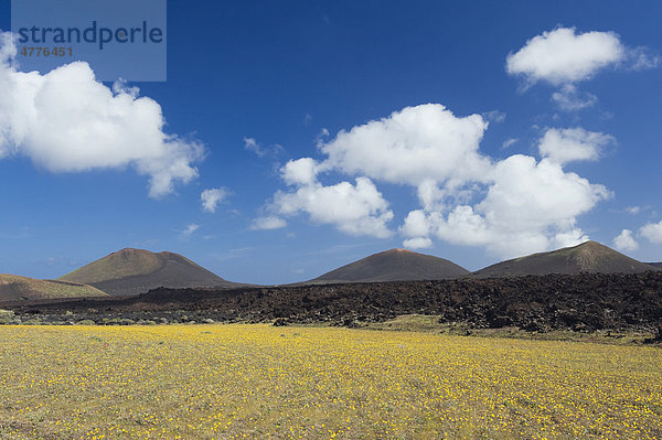 Frühlingswiese und Vulkane  Montanas Tremesana  Lanzarote  Kanarische Inseln  Spanien  Europa