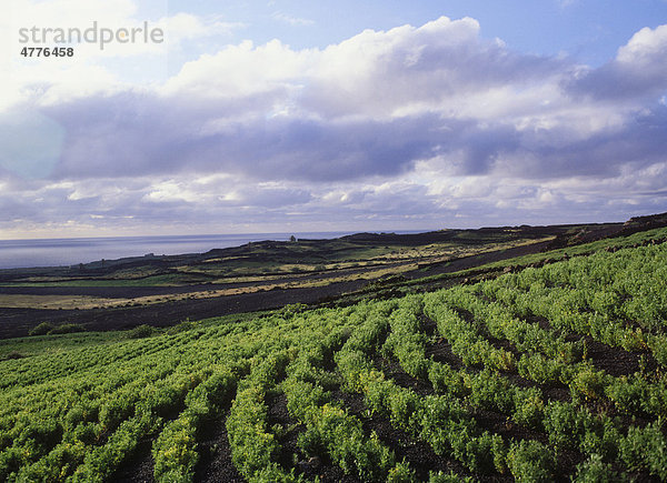 Landwirtschaft  Feld bei Ye  Lanzarote  Kanarische Inseln  Spanien  Europa
