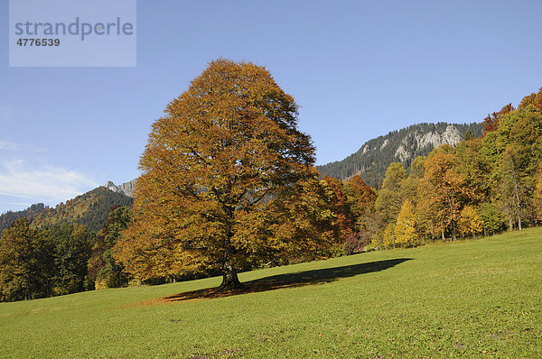 Einzelner großer Baum  Schlosspark  Schloss Linderhof  Graswangtal  Bayern  Deutschland  Europa