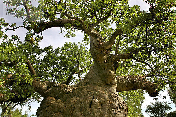 Baobab (Adansonia digitata)  West Kimberley  Western Australia  Australien