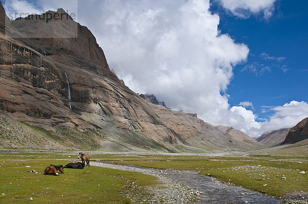 Pferde grasen im Lha Chu Tal  Einstieg zur Kailash Kora  der Umrundung um den heiligen Berg Kailash  Westtibet  Tibet  Zentralasien