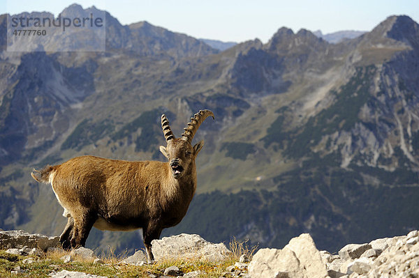 Alpensteinbock (Capra ibex) vor Bergkulisse  Allgäuer Alpen  Kleinwalsertal  Vorarlberg  Österreich  Europa