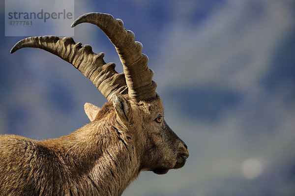 Alpensteinbock (Capra ibex)  Porträt vor Bergkulisse  Allgäuer Alpen  Kleinwalsertal  Vorarlberg  Österreich  Europa