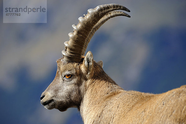 Alpensteinbock (Capra ibex) vor Bergkulisse  Allgäuer Alpen  Kleinwalsertal  Vorarlberg  Österreich  Europa