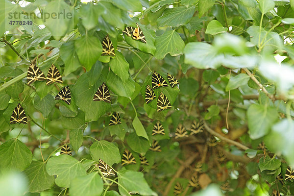 Schmetterlingstal  Insel Paros  Kykladen  Ägäis  Griechenland  Europa