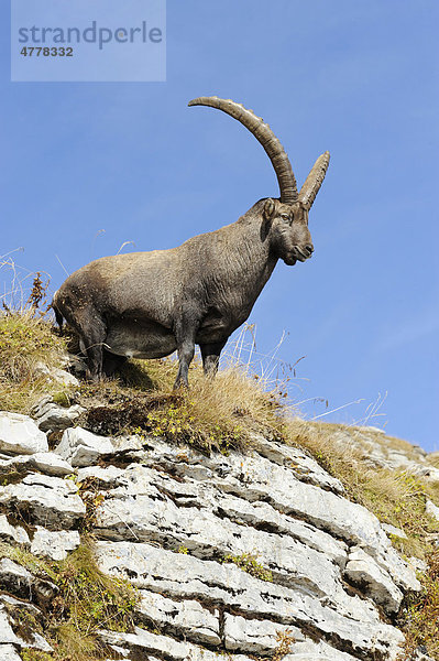 Alpensteinbock (Capra ibex)  auf Felsvorsprung stehend
