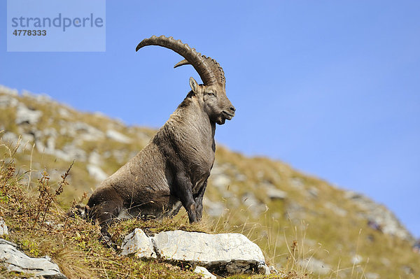 Alpensteinbock (Capra ibex)  im herbstlich verfärbten Gras sitzend