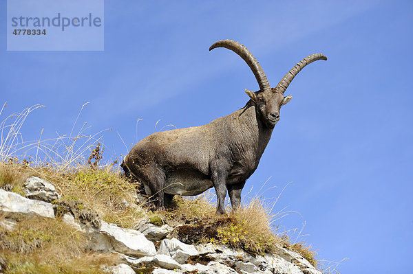 Alpensteinbock (Capra ibex)  auf Felsvorsprung stehend