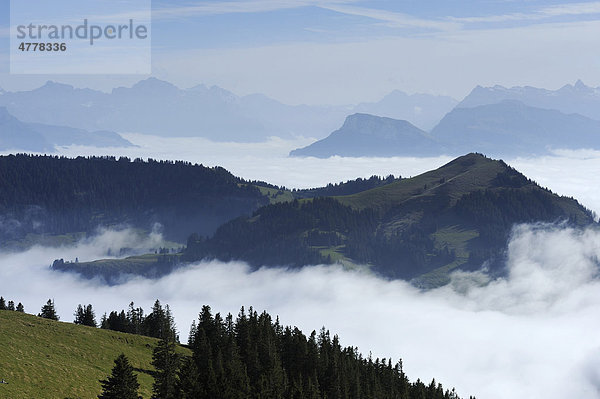 Herbstliches Nebelmeer von Rigikulm aus gesehen  Arth Goldau  Schwyz  Schweiz  Europa