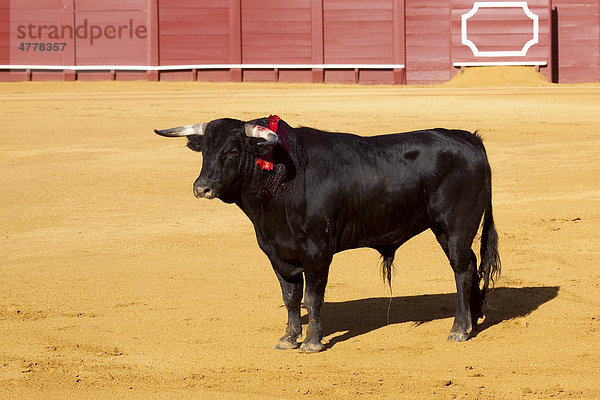 Stier in der Stierkampfarena Plaza de Toros de la Maestranza in Sevilla  Andalusien  Spanien  Europa