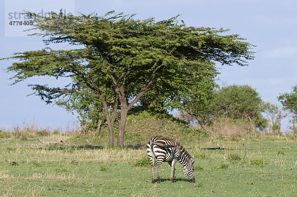 Steppenzebra (Equus quagga)  Masai Mara Nationalpark  Kenia  Afrika Steppenzebra  Equus quagga