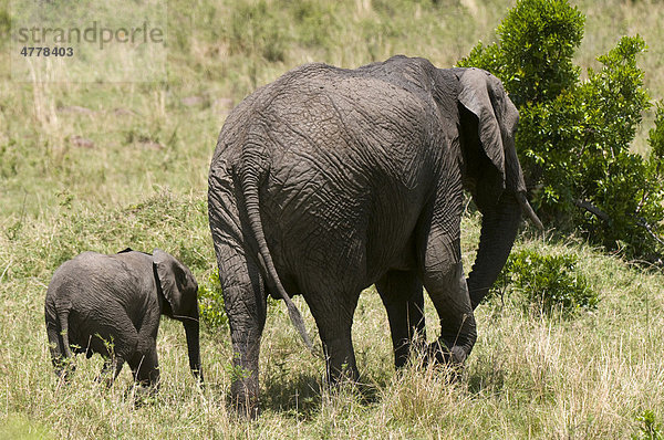 Afrikanische Elefanten (Loxodonta africana)  Alttier mit Kalb  Masai Mara Nationalpark  Kenia  Afrika