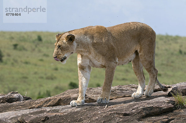 Löwin (Panthera leo)  Weibchen  Masai Mara Nationalpark  Kenia  Afrika