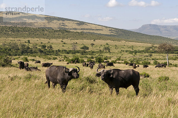 Afrikanische Büffel oder Kaffernbüffel (Syncerus caffer)  Masai Mara Nationalpark  Kenia  Afrika