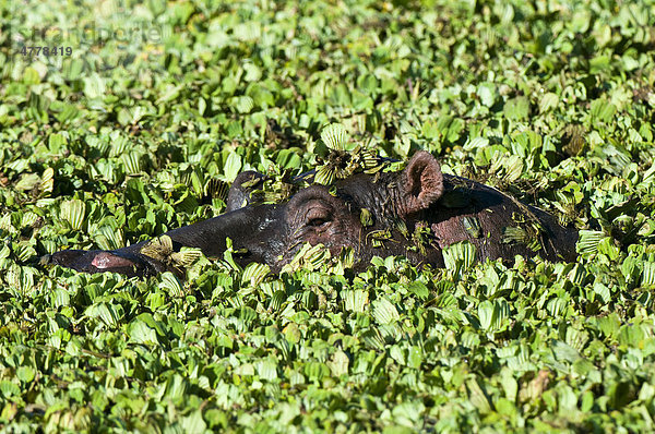 Nilpferd (Hippopotamus amphibius)  Masai Mara Nationalpark  Kenia  Afrika