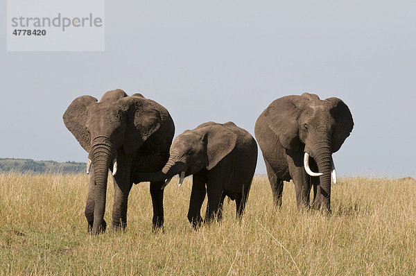 Afrikanische Elefanten (Loxodonta africana)  Masai Mara Nationalpark  Kenia  Afrika